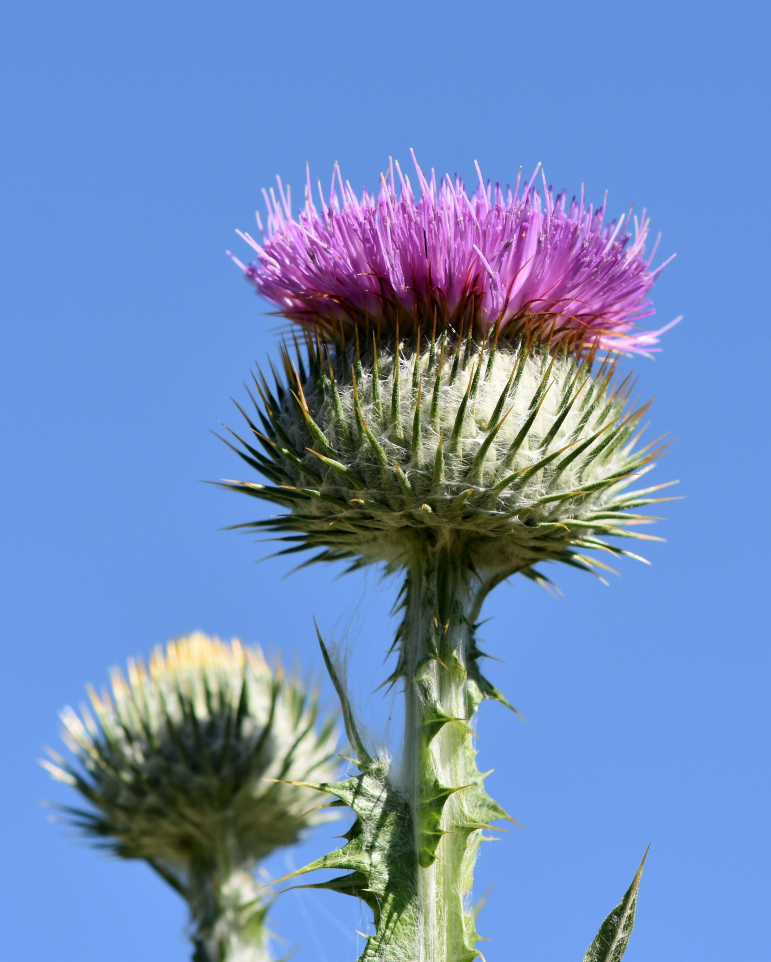 Integratore alimentare di cardo mariano